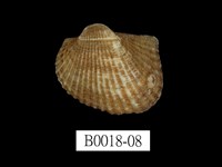 藏品(舵毛蚶)的圖片